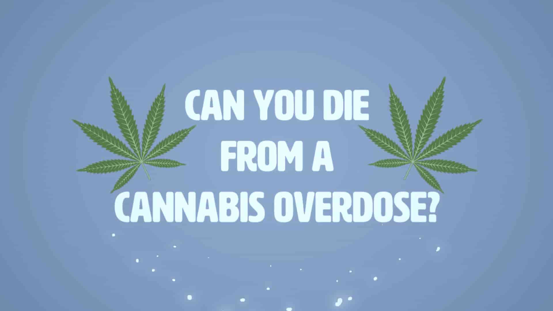 Can You Die From Marijuana Overdose? - Online Medical Card